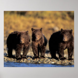 Poster Ours grizzly, ours brun, oursons, Katmai National