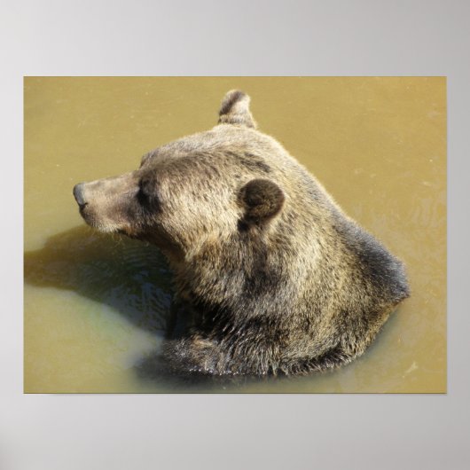 Poster Ours Grizzly Prenant un Bain (Devant)