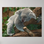 Poster Ours Koala couché mou (Devant)