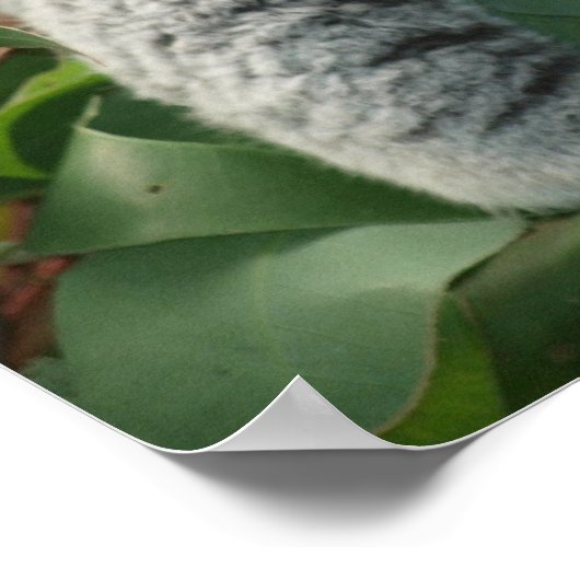 Poster Ours Koala couché mou (Coin)