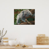 Poster Ours Koala couché mou (Cuisine)