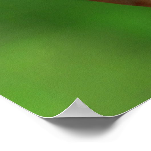 Poster Ours Koala de bébé aux yeux bleus (Coin)