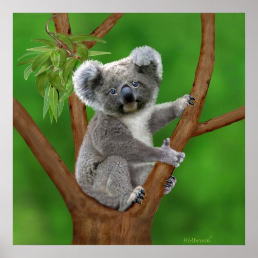 Poster Ours Koala de bébé aux yeux bleus (Devant)