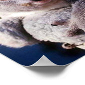 Poster Ours Koala Tenant Un Ours Koala (Coin)