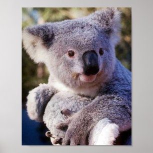 Poster Ours Koala Tenant Un Ours Koala