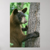 Poster Ours noir (Devant)