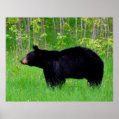 Poster Ours noir (Devant)