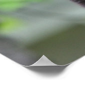 Poster ours noir (Coin)