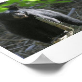 Poster ours noir (Coin)