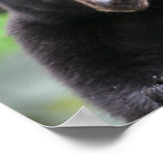 Poster ours noir (Coin)