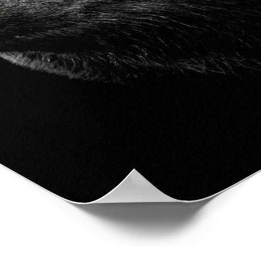 POSTER OURS NOIR. (Coin)