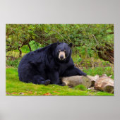 Poster Ours noir (Devant)