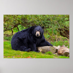 Poster Ours noir