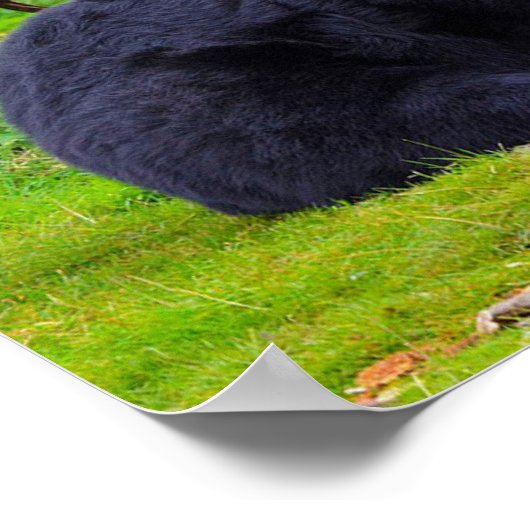 Poster Ours noir (Coin)