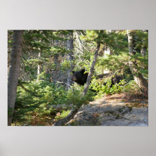 Poster Ours noir à Grand Teton