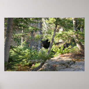 Poster Ours noir à Grand Teton