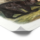 Poster Ours noir américain d'Amérique du Nord (1845) (Coin)