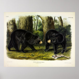Poster Ours noir américain (Ursus Americanus) par Audubon