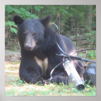 Ours noir avec tatouage au coeur blanc