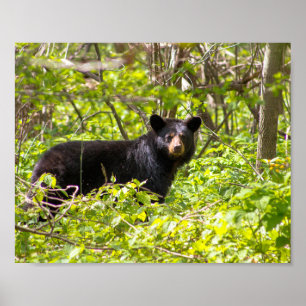 Poster Ours noir dans le laurier