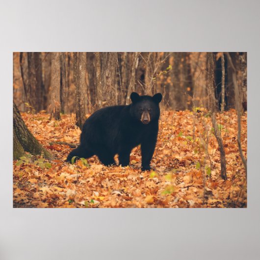 Poster Ours noir dans les bois d'automne (Devant)