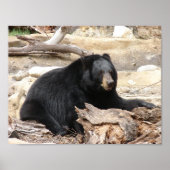 Poster "Ours noir" de Carter L. Shepard (Devant)