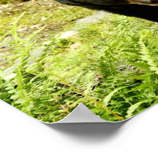 Poster Ours noir de Pennsylvanie (Coin)