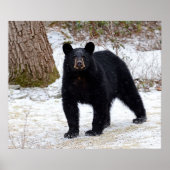 Poster Ours noir de Pennsylvanie en hiver (Devant)