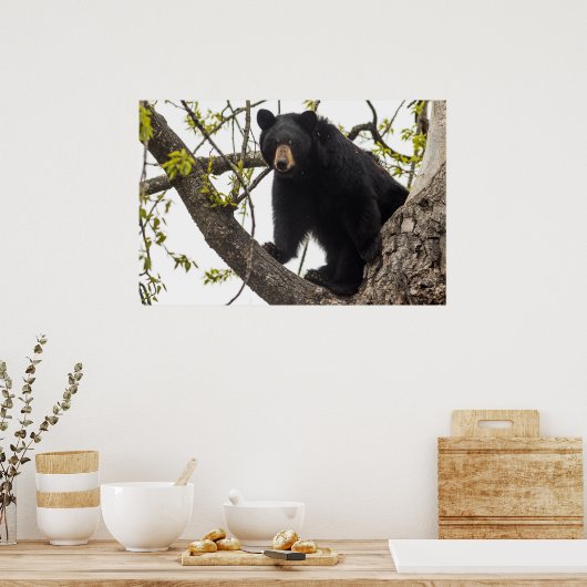 Poster Ours noir Escalade (Cuisine)