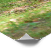 Poster Ours noir près du terrain de camping (Coin)