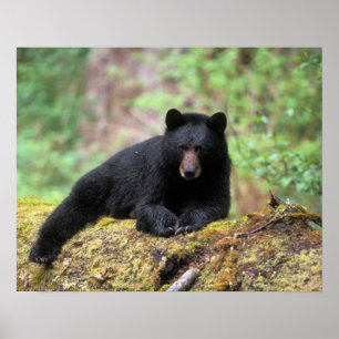 Poster Ours noir sur une vieille bille de bois dans la