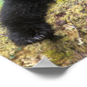 Poster Ours noir sur une vieille bille de croissance dans (Coin)