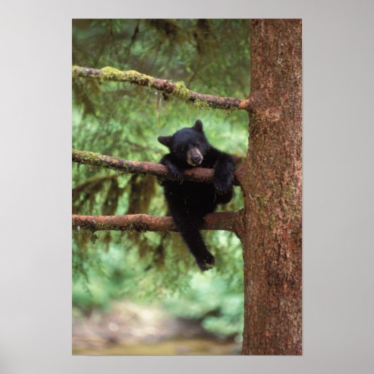 Poster ours noir, Ursus americanus, petit dans un arbre (Devant)