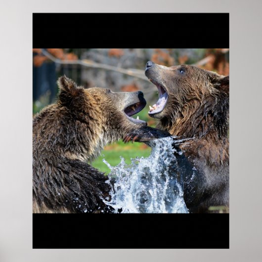 Poster Ours Ours Animaux Eau Éclaboussure Faune Nature (Devant)
