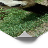 Poster Ours Panda (Coin)