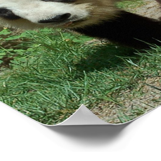 Poster Ours Panda (Coin)