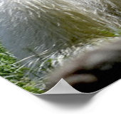 Poster Ours polaire (Coin)