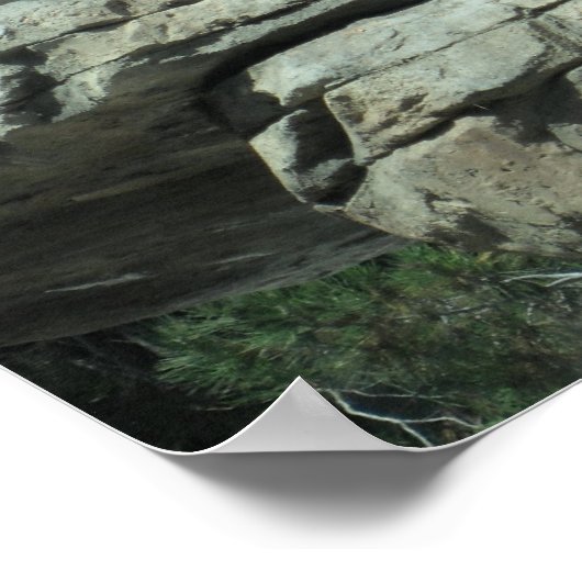 Poster Ours polaire (Coin)