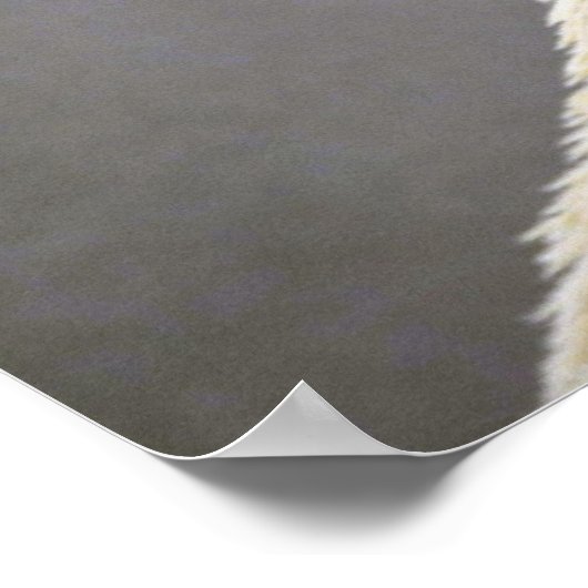 Poster Ours polaire (Coin)