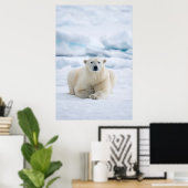 Poster Ours polaire adulte sur la glace du pack d'été (Bureau à domicile)