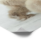 Poster Ours Polaire Avec Cubs (Coin)