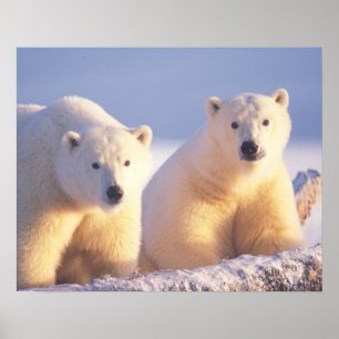 Poster Ours polaire femelle avec ourson sur la banquise