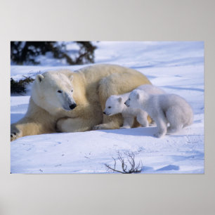 Poster Ours polaire femelle couché avec 2 oursons
