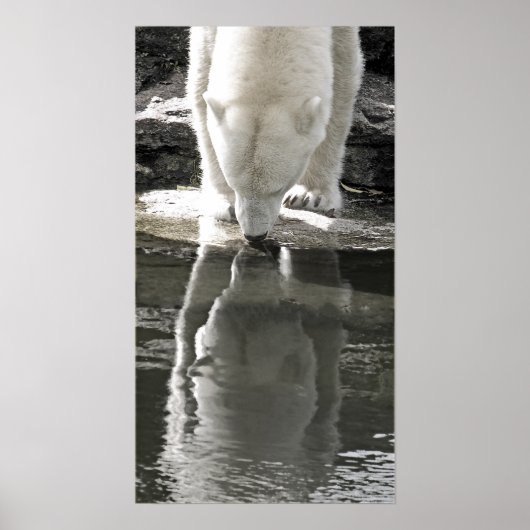 Poster Ours polaire, noir et blanc (7) (Devant)