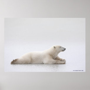 Poster Ours Polaire Posé Sur Un Lac De Glace