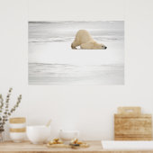 Poster Ours polaire se grattant sur la toundra gelée (Cuisine)