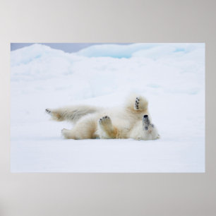 Poster Ours polaire se roulant dans la neige, Norvège