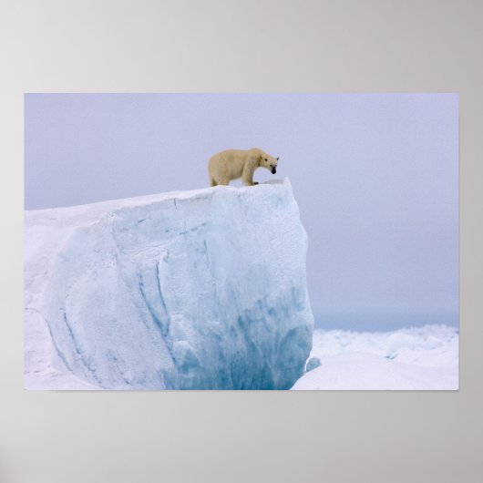 Poster ours polaire, Ursus maritimus (Devant)