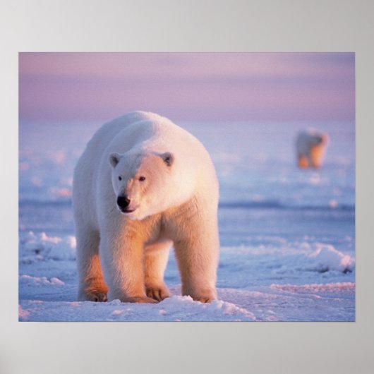 Poster ours polaire, Ursus maritimus (Devant)