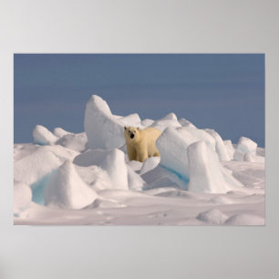 Poster ours polaire, Ursus maritimus, dans la glace rugue
